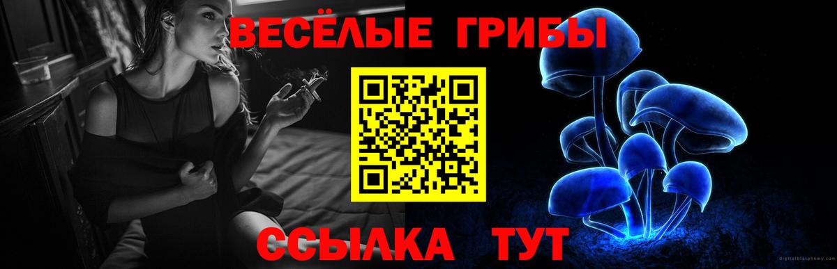 Славгород  Псилоцибиновые грибы Cubensis  Вход с VPN 